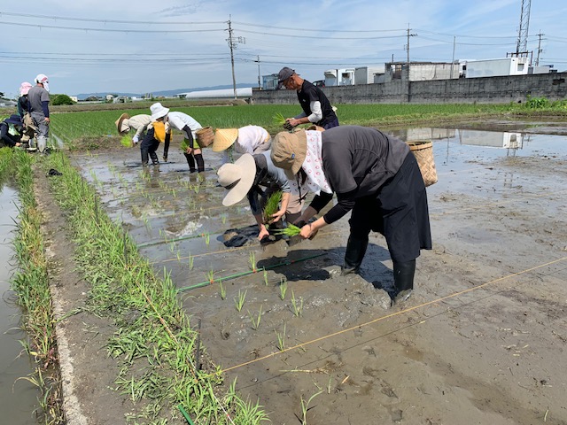 お米プロジェクト田植え